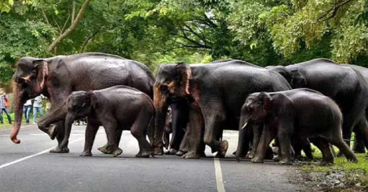 বিয়ের অনুষ্ঠানে হঠাৎ হাতির পাল, পালালেন বর-কনে, অতিথিরা