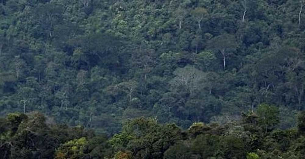 অজগরের পেটে পাওয়া গেল নিখোঁজ নারীর মরদেহ