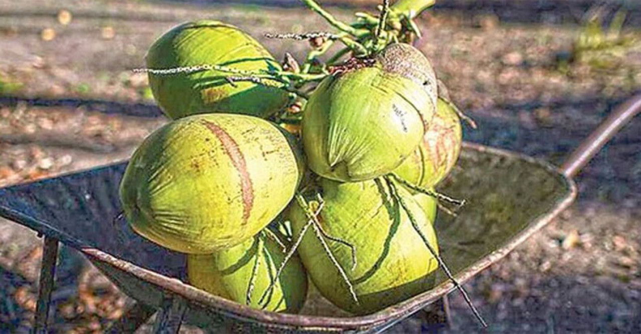 নারকেল থেকে বিকল্প জ্বালানি ‘বায়োডিজেল’