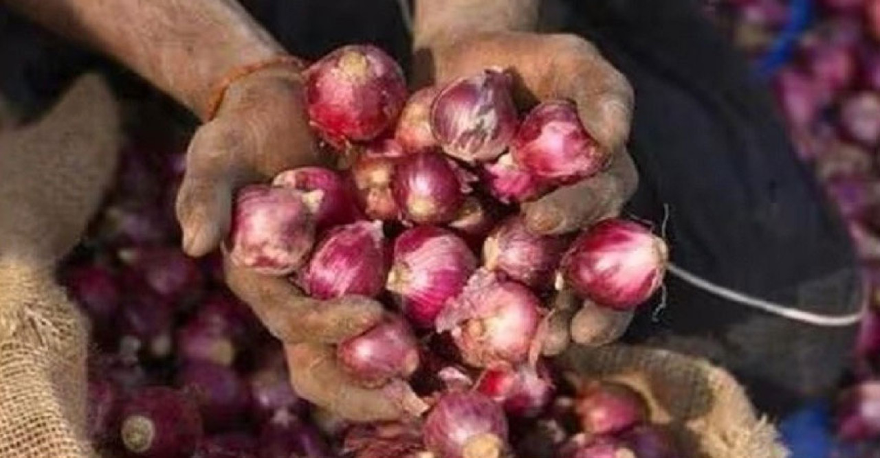 ভারত পেঁয়াজ রপ্তানি নিষিদ্ধ করল
