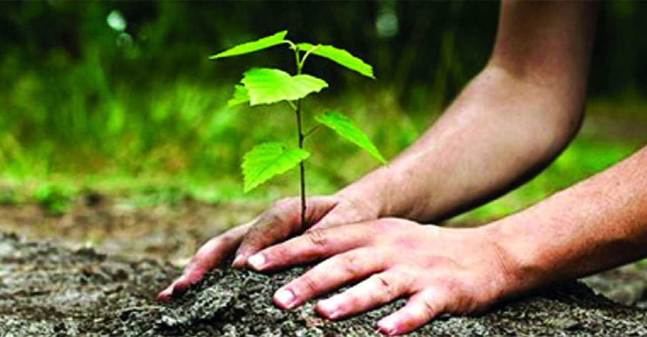 যে দেশে পরীক্ষা পাশের জন্য লাগাতে হয় ১০টি গাছ