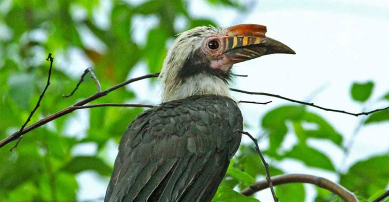 ফিলিপাইনে হর্নবিলের অনলাইন বাণিজ্য