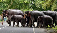 বিয়ের অনুষ্ঠানে হঠাৎ হাতির পাল, পালালেন বর-কনে, অতিথিরা
