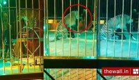 ভরা সার্কাসে রিং মাস্টারের ঘাড়ে এক লাফ বাঘের! তারপর… 
