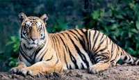 ভুটানে বাঘ রক্ষা সম্মেলনে ১ বিলিয়ন ডলার সংগ্রহের ঘোষণা