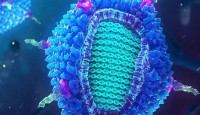 ভারতে ছড়াচ্ছে নতুন প্রজাতির অ্যাডিনো ভাইরাস