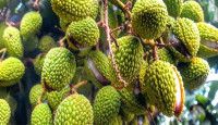 ঈশ্বরদীতে খরায় ঝরে পড়ছে লিচু, লোকসানের শঙ্কা