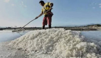 লবণের উৎপাদনে রেকর্ড হলেও দামে হতাশ কৃষক
