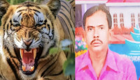 স্ত্রীর সামনেই স্বামীকে টেনে নিয়ে গেল বাঘ, খোঁজে শুরু হয়েছে চিরুনি তল্লাশি