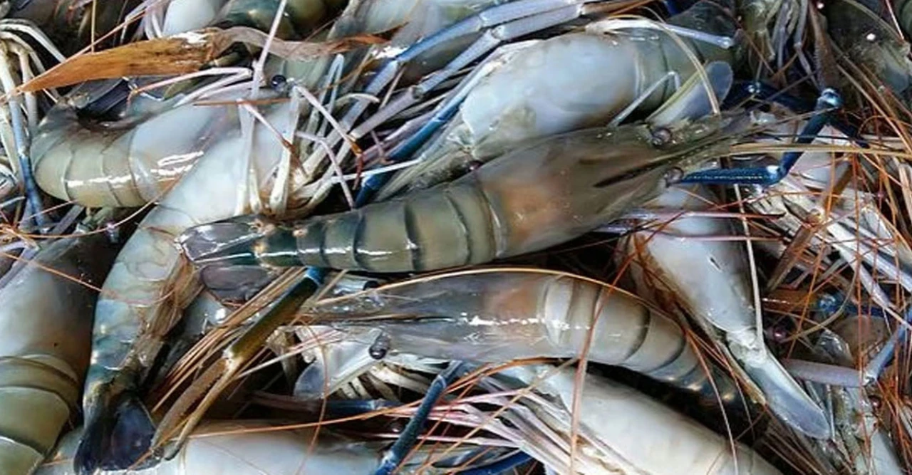 যুক্তরাষ্ট্রের মেইন উপসাগরে গলদা চিংড়ি বিপদে, তাপমাত্রা বৃদ্ধিতে $200 কোটি ডলারের ঝুঁকি