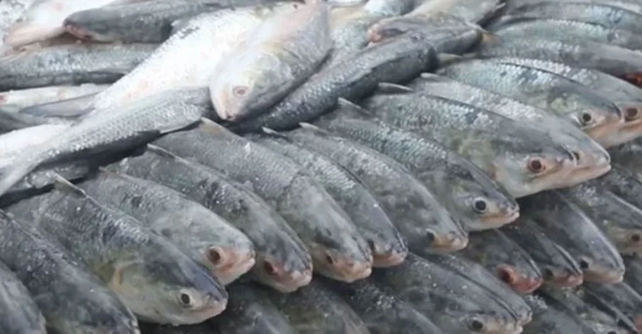 দূষণ ও অবৈধ ট্রলিংয়ে ইলিশ প্রজনন ব্যাহত, উৎপাদন কমে সাধারণ মানুষের নাগালের বাইরে