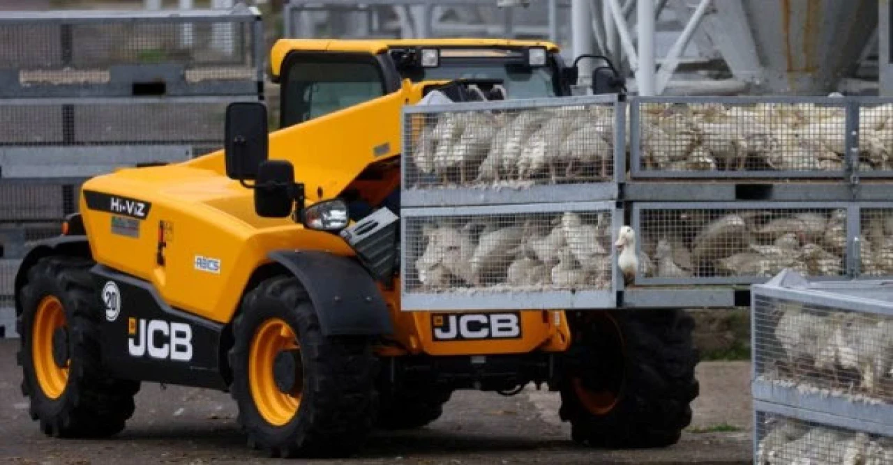 জার্মানিতে হানা দিয়েছে বার্ড ফ্লু! এক লাখ ৩০ হাজার হাঁস-মুরগি নিধনের মর্মান্তিক নির্দেশ!