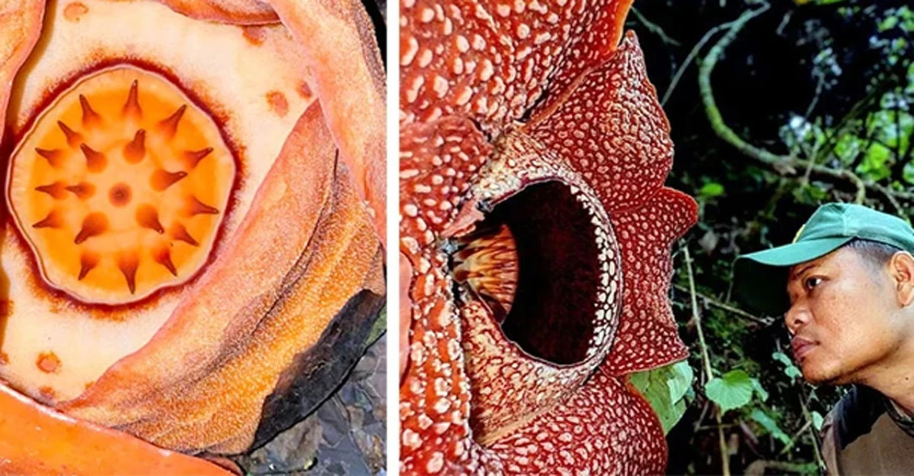 বাঘ–গণ্ডারের ঝুঁকি পেরিয়ে দেখা মিলল ‘জীবনের মতোই বিরল’ রাফলেসিয়ার ফুল