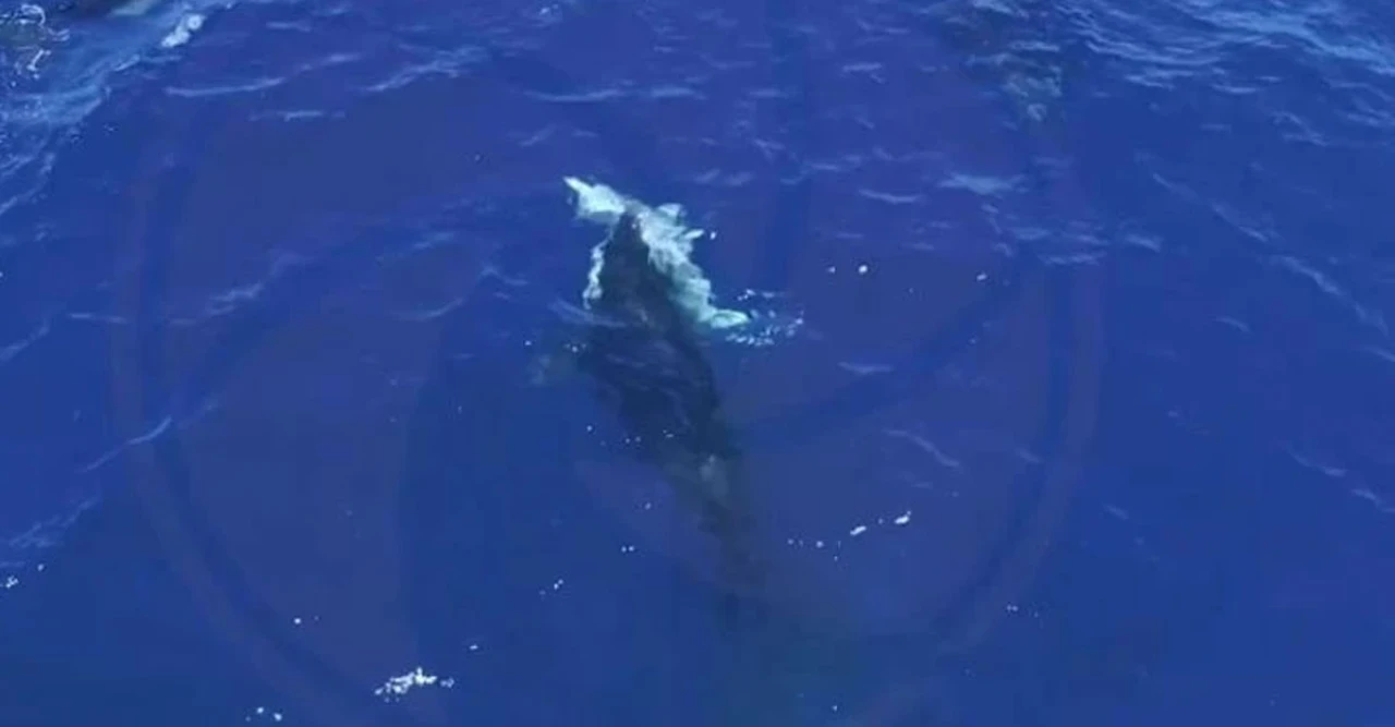 মেক্সিকোর সমুদ্রে প্রথমবার ধরা পড়ল ভয়ংকর দৃশ্য: একসাথে গ্রেট হোয়াইট শার্ক শিকার করছে ওর্কারা!