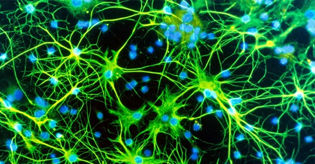 মস্তিষ্কের ‘নীরব কোষ’ অ্যাস্ট্রোসাইট—আচরণ থেকে ঘুমের ছন্দ, সবকিছুতেই গভীর প্রভাব