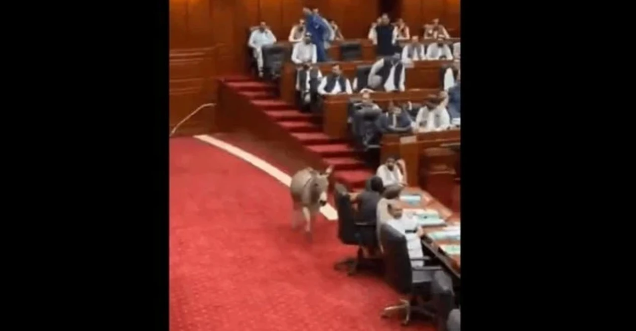 পাকিস্তানের সংসদে গাধা ঢোকার ভাইরাল ভিডিও এআই-জেনারেটেড, নেটিজেনদের মাঝে তুমুল বিতর্ক