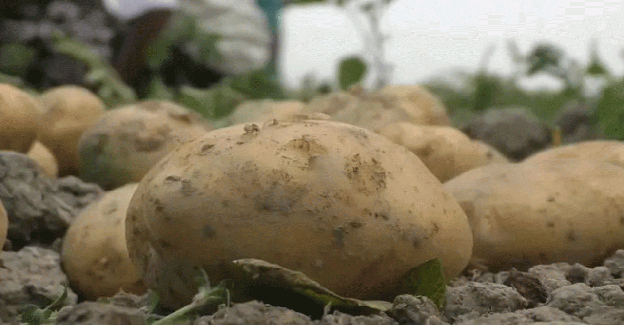 আলুর দাম কমে কৃষকের মাথায় হাত, সংরক্ষণের অভাবে লোকসান বাড়ছে