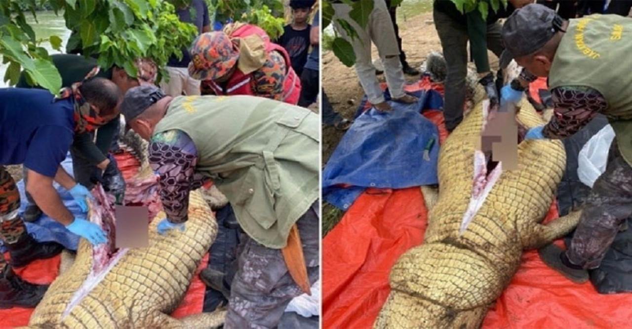 কুমিরের পেট থেকে বের হলো জ্যান্ত মানুষ!