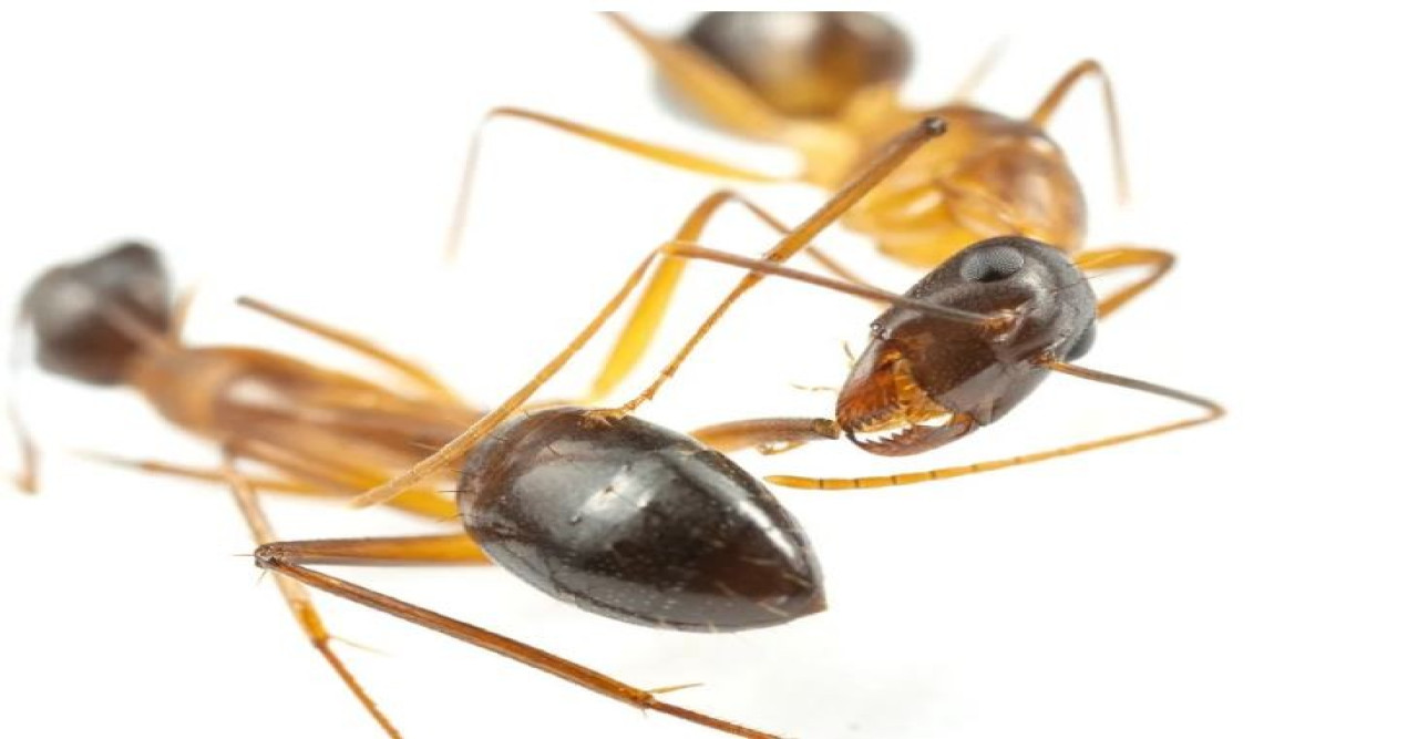 মানুষের মত পিঁপড়ে অঙ্গ অস্ত্রোপচার করতে পারে