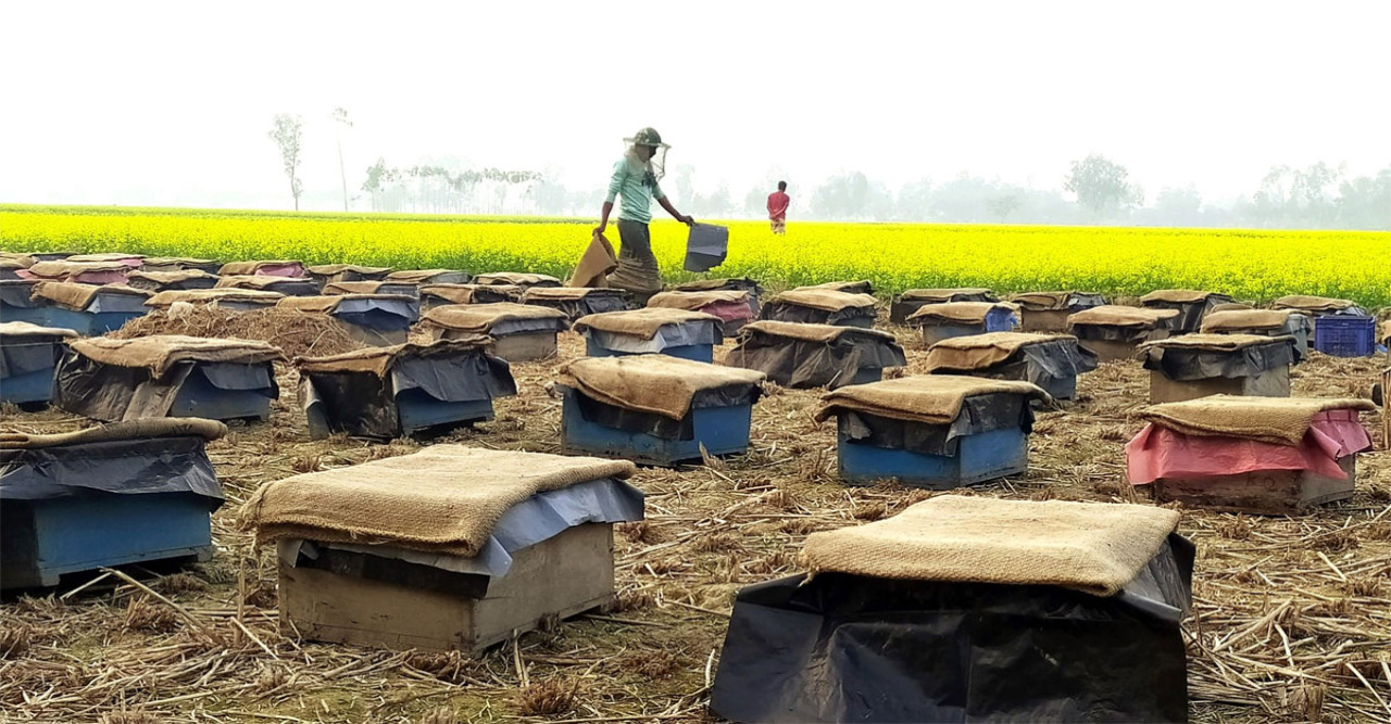 হিলিতে সরিষা ফুলের মধু সংগ্রহে ব্যস্ত মৌয়ালরা