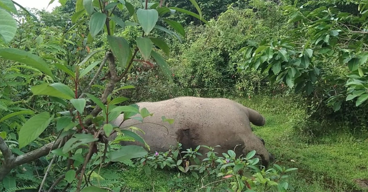 শেরপুরের গারো পাহাড়ে আবারও হাতির মৃত্যু