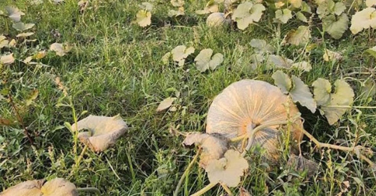 ফরিদপুরে মিষ্টিকুমড়ার চাষিদের মুখে হাসি