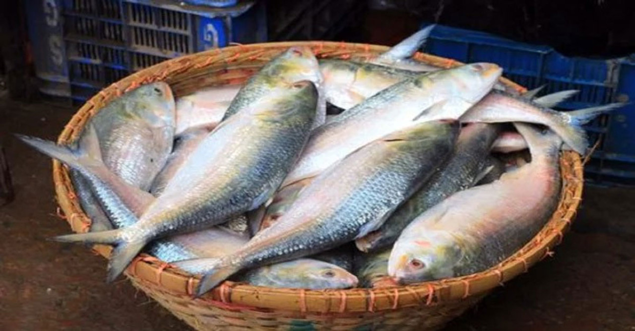 ৬০০ টাকা কেজি দরে ইলিশ বিক্রি করছে সরকার