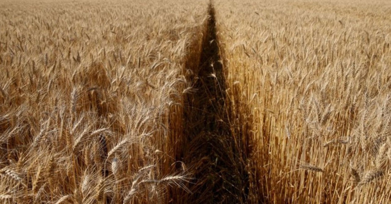 ইউক্রেন থেকে গম লুটপাট করছে রুশ সেনারা, অভিযোগ ইউক্রেনের