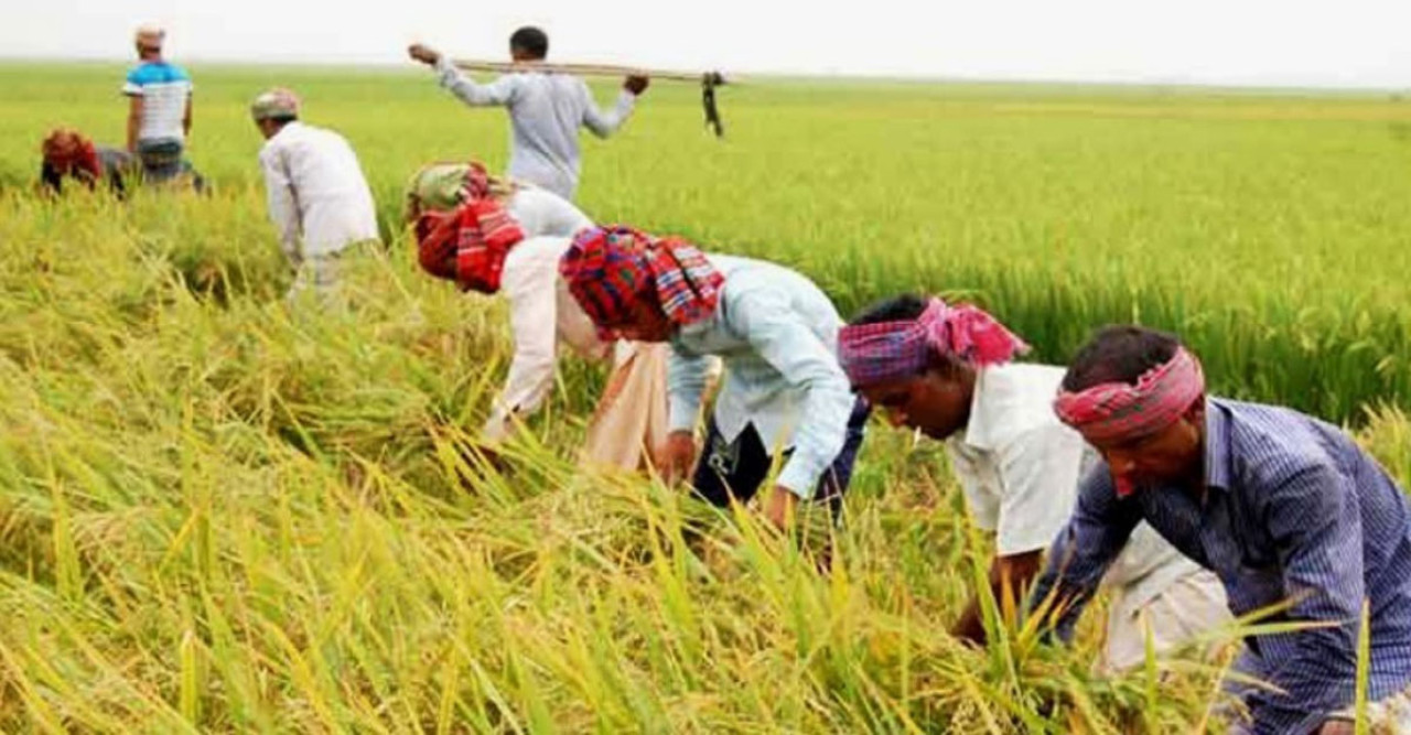 সিলেটের কৃষকদের চিন্তা: তাপপ্রবাহে বোরো ধানের লক্ষ্যমাত্রা অর্জন হবে তো?