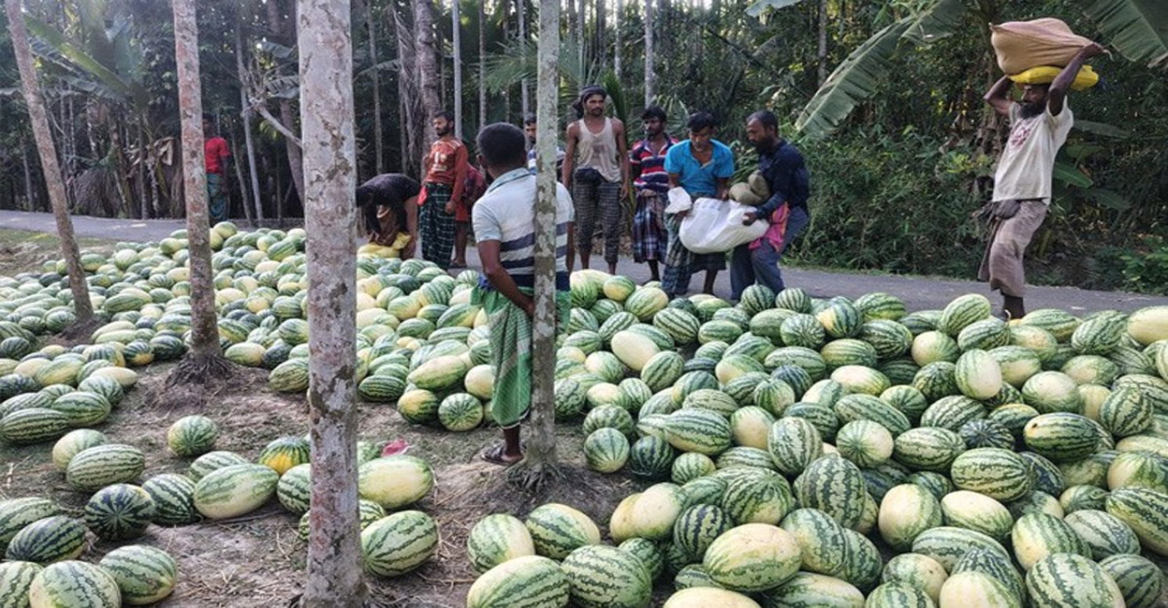 সুন্দরবনের লবণাক্ত জমিতে তরমুজ চাষ: কৃষকের সোনালি স্বপ্নের ফসল