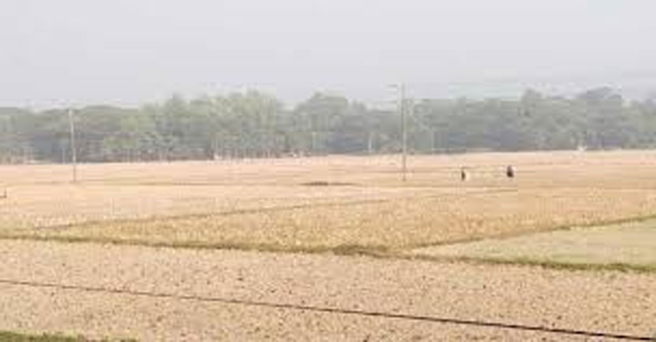 সুন্দরবন উপকূলে পানির অভাবে ধান চাষে বিপর্যয়: কৃষকের হাহাকার