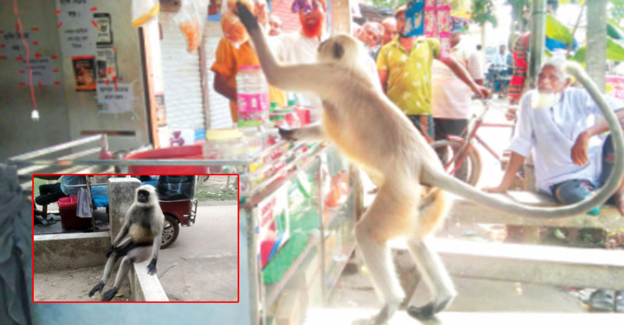 সুন্দরবন উপকূলে কালোমুখো হনুমানের আনাগোনা