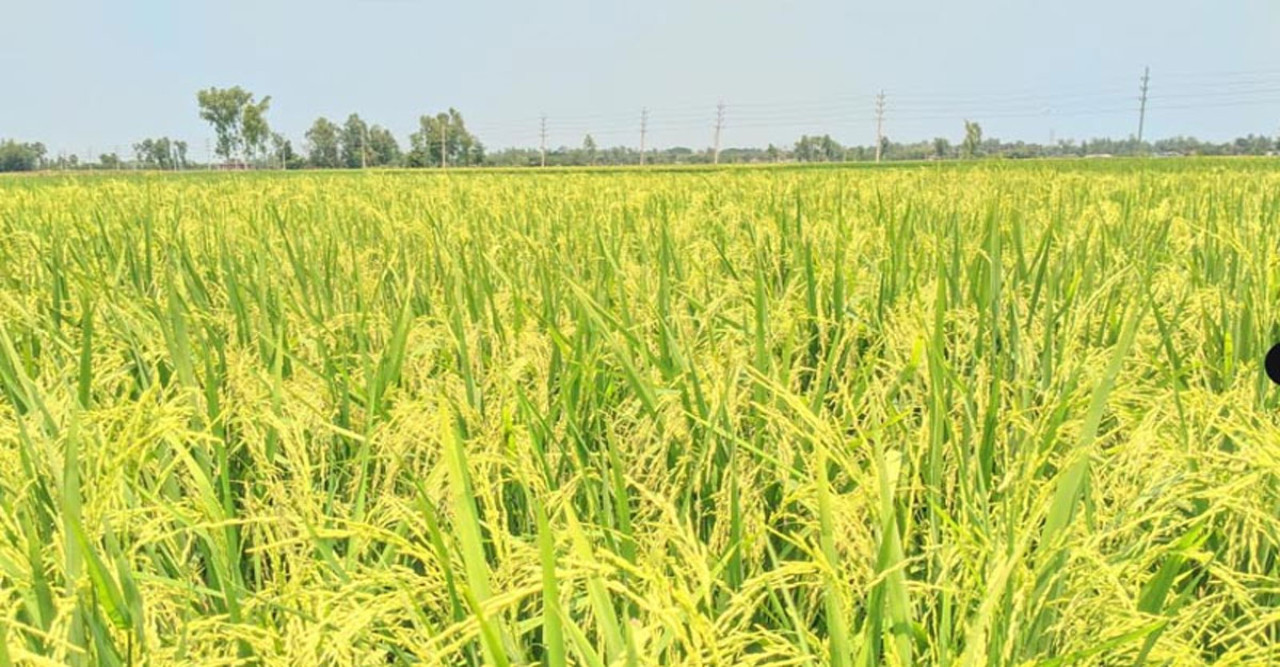 সুন্দরবনের কোলজুড়ে কৃষকের সোনালি স্বপ্ন: বোরো ধানে ভরে উঠেছে মোরেলগঞ্জের মাঠ
