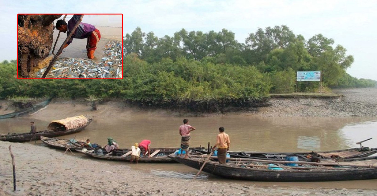 সুন্দরবনের মৎস্যভাণ্ডারে বিষের ছোবল: জীববৈচিত্র্য ধ্বংসের মুখে