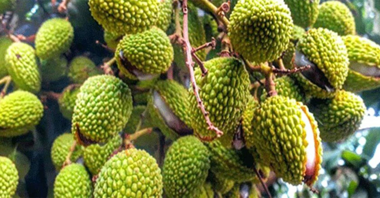 ঈশ্বরদীতে খরায় ঝরে পড়ছে লিচু, লোকসানের শঙ্কা