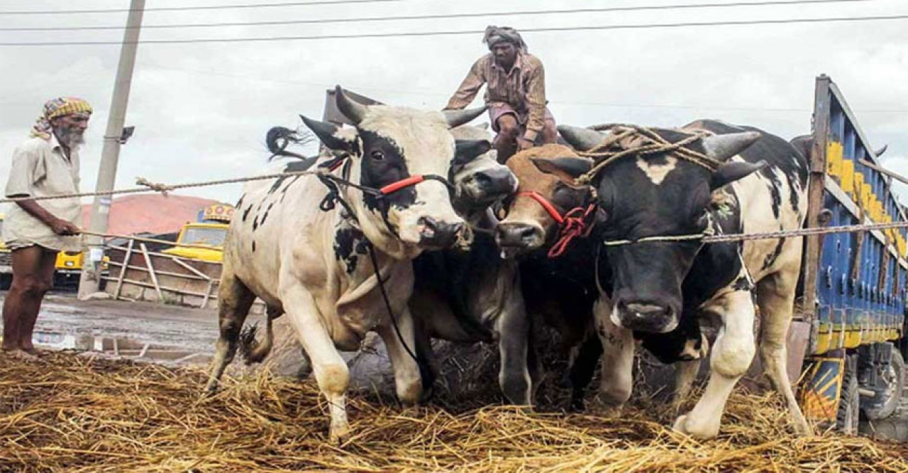 কোরবানীর ঈদকে ঘিরে অর্থনীতিতে কিছুটা স্বস্তি