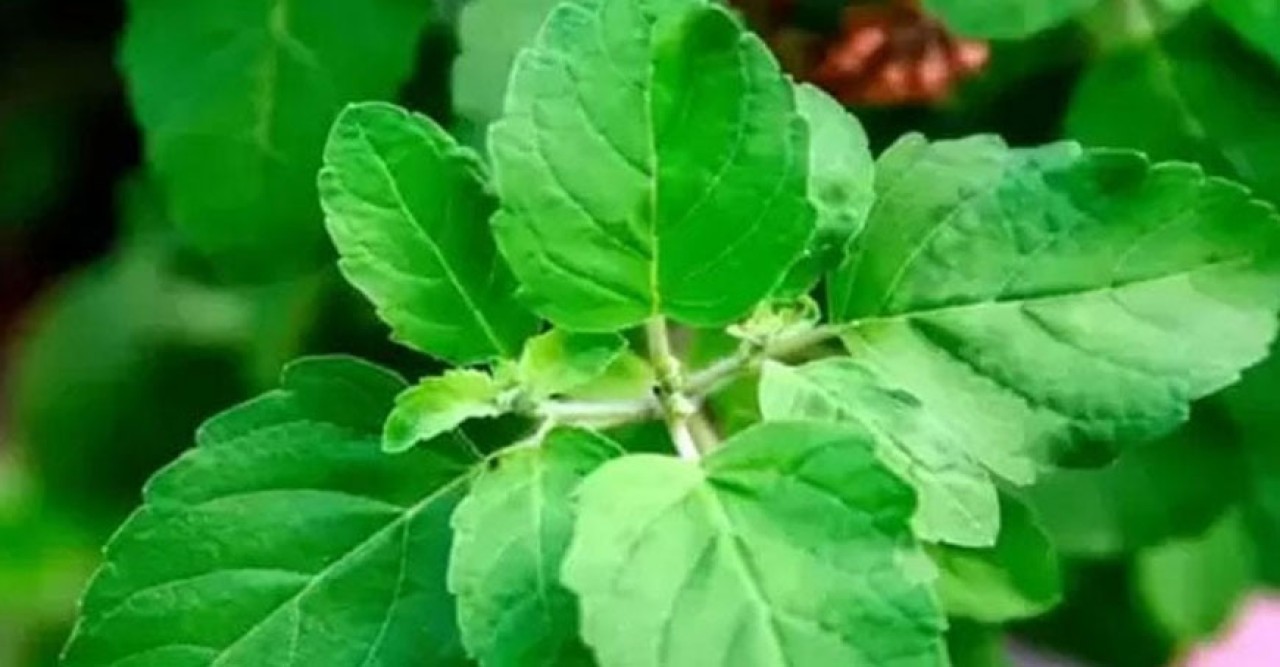 সকালে খালি পেটে তুলসী পাতা খেলে পাবেন দারুণ উপকার