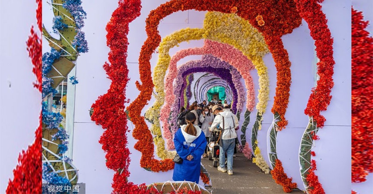 কুনমিং-এ এশিয়ার বৃহত্তম ফুলের মার্কেট ক্রমবর্ধমান চাহিদা মেটাতে মানুষের ভিড়