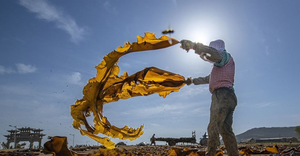 আর কত অবহেলায় সাগরে পড়ে থাকবে শৈবাল!
