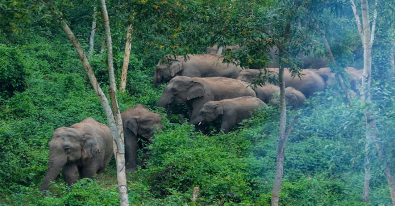 শেরপুরে বন্যহাতির পায়ে পিষ্ট হয়ে কৃষকের মৃত্যু
