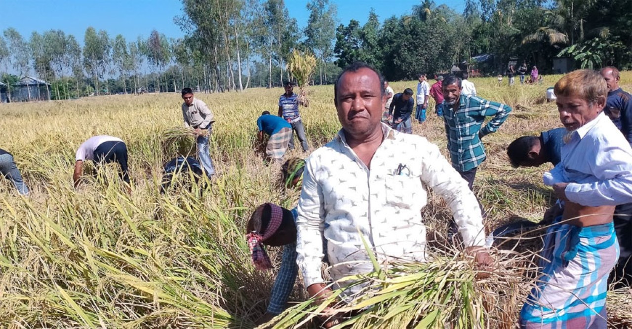 শেরপুর কারাগারে মিথ্যা মামলায় শ্রীবরদীর কৃষক, জমির ধান কেটে দিলেন বিএনপির নেতা-কর্মীরা
