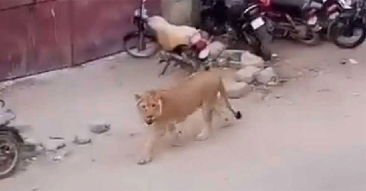 করাচীর ব্যস্ত রাস্তায় দেখা গেল সিংহ