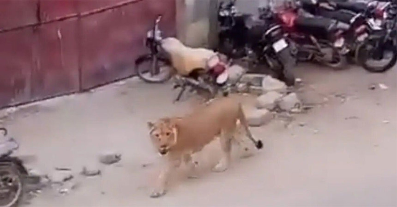 করাচীর ব্যস্ত রাস্তায় দেখা গেল সিংহ