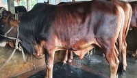 কুমিল্লায় অনলাইন গেমইস ও টিকটকে আসক্ত শিক্ষার্থীরা জড়িয়ে পড়ছে নানান অপরাধে 