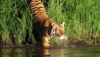 ফের সুন্দরবনে দক্ষিণরায়ের হানা, চলল বাঘ-মানুষে তীব্র লড়াই! প্রাণ রক্ষা হল না মৎস্যজীবীর