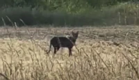 Mysterious Spotted Feline Sparks Intrigue in Norfolk Countryside