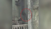 মুম্বইয়ে বহুতলে চিতাবাঘের হানায় হুলস্থুল, হামলায় জখম ৩, আতঙ্কে কাঁপছে এলাকা
