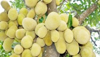 কাঁঠালের পুষ্টিগুণ