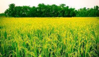 ফুলবাড়ীতে ইরিবোর ধানের বাম্পার ফলন