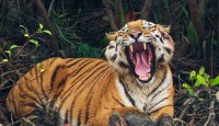 কাঁকড়া ধরতে গিয়ে বাঘের হানায় মৎস্যজীবী নিহত